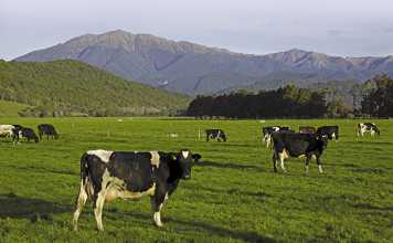 Can once a day milking work in South Africa