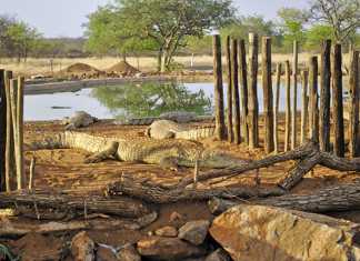 Crocodile farming gains momentum