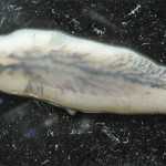 Liver fluke facts