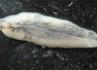 Liver fluke facts