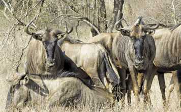 Game-exports-after-FMD