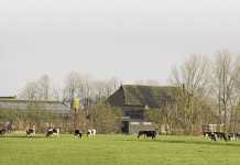 New dairy export era as EU quotas end