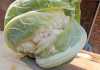 Advice on how to grow cauliflower Advice on how to grow cauliflower