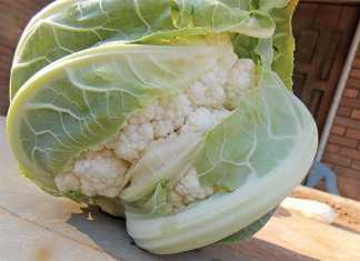 Advice on how to grow cauliflower