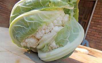 Advice on how to grow cauliflower