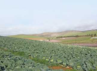 Interested in selling vegetables?