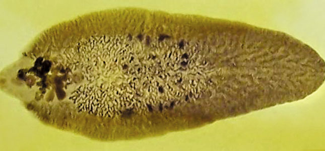 Controlling liver fluke disease Controlling liver fluke disease
