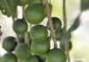 Cracking good run for macadamia industry Cracking good run for macadamia industry