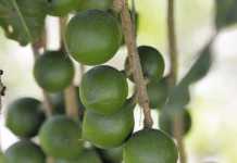 Cracking good run for macadamia industry