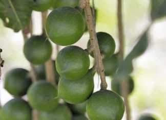 Cracking good run for macadamia industry