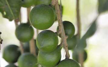 Cracking good run for macadamia industry