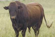 Eastern Cape’s top developing beef farmer
