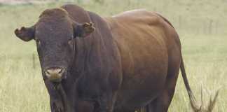 Eastern Cape’s top developing beef farmer