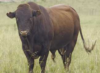 Eastern Cape’s top developing beef farmer