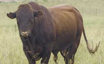 Eastern Cape’s top developing beef farmer