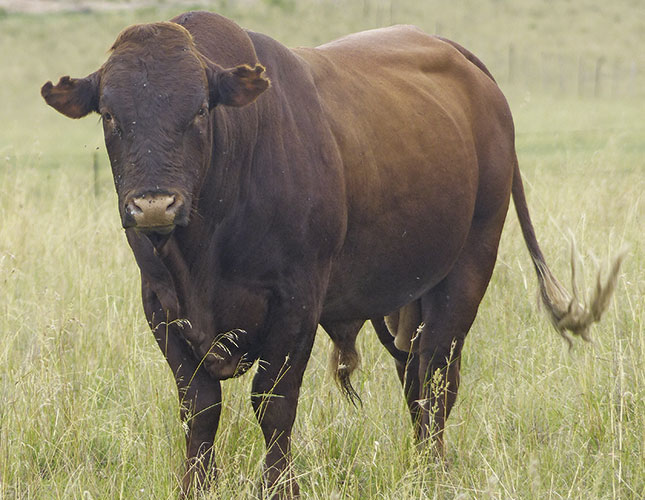 Eastern Cape’s top developing beef farmer Eastern Cape’s top developing beef farmer