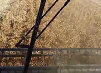 Harvesting soya beans in KZN’s Kamberg Valley 361