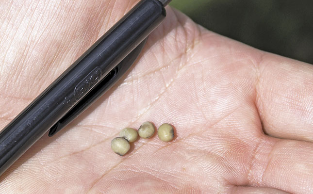 Introducing guar – a resilient, versatile crop Introducing guar – a resilient, versatile crop