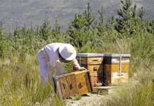 The key to successful honeybee farming