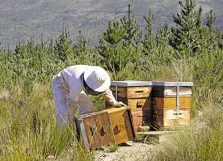 The key to successful honeybee farming