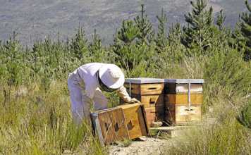 The key to successful honeybee farming