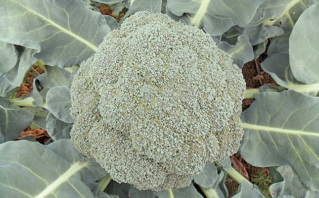 How to grow broccoli How to grow broccoli