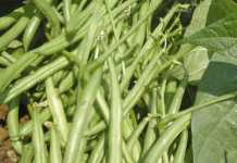 Bean management as it affects harvesting