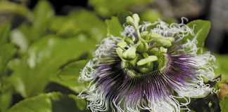 An easy guide to growing granadillas
