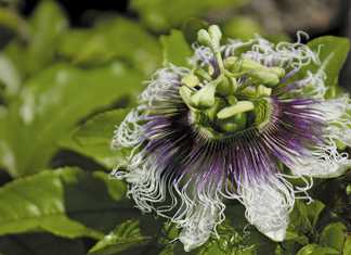 An easy guide to growing granadillas