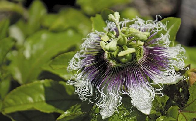 An easy guide to growing granadillas An easy guide to growing granadillas
