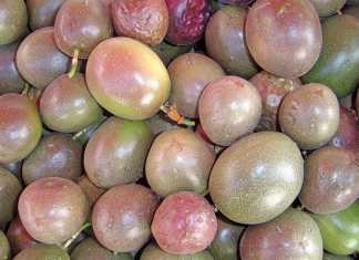 Pruning,-fertilising-and-harvesting-granadillas