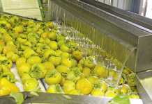Sharon fruit in SA – growing local and export sales