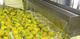 Sharon fruit in SA – growing local and export sales