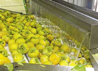 Sharon fruit in SA – growing local and export sales