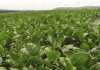 Soya bean prices propped up by surplus processing capacity