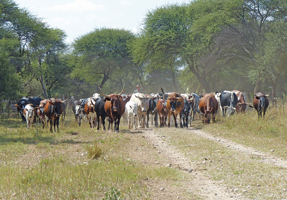 Record-breaking Ngunis from the bushveld