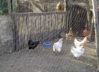 10 ways to make sure your poultry stay healthy