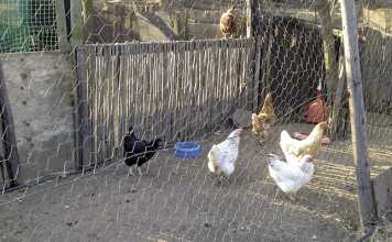 10 ways to make sure your poultry stay healthy