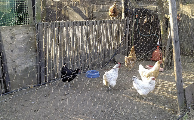 10 ways to make sure your poultry stay healthy 10 ways to make sure your poultry stay healthy