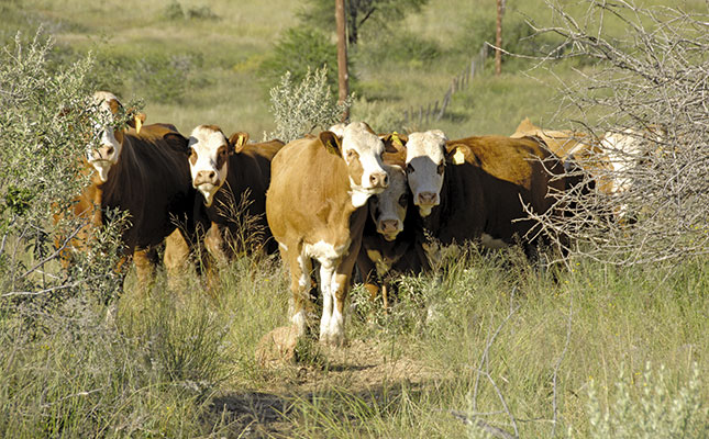 50 years of Simmentaler: From Europe to Africa 50 years of Simmentaler: From Europe to Africa