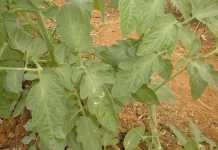 Some important green bean pests