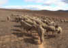 How to keep farming sheep in drought