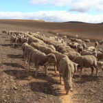 How to keep farming sheep in drought