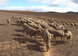 How to keep farming sheep in drought