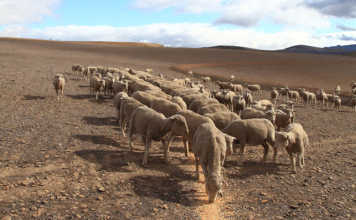 How to keep farming sheep in drought