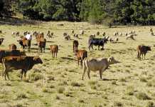 ‘I want to be the SA ambassador of black farming’ - Buyambo Mantashe