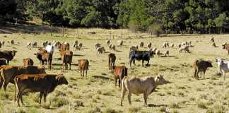 ‘I want to be the SA ambassador of black farming’ - Buyambo Mantashe