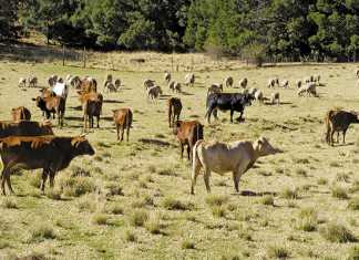 ‘I want to be the SA ambassador of black farming’ - Buyambo Mantashe