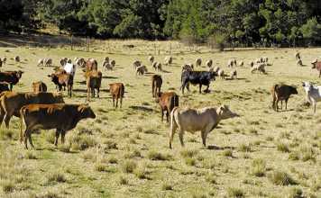 ‘I want to be the SA ambassador of black farming’ - Buyambo Mantashe