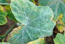 Dealing with powdery mildew